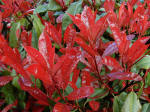 Photinia Red Robin - Foliage Shrub
